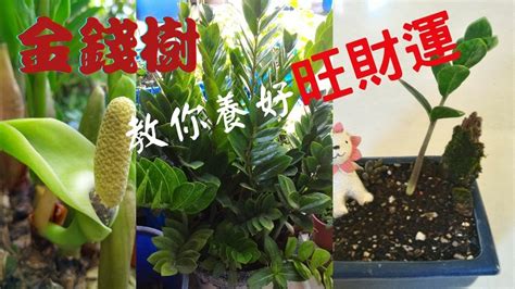 金錢樹花|【園藝解密】金錢樹開花代表什麼？開花後還有這些講。